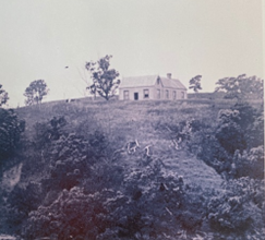 The old Pā House at Te Whanga-o-Ōmaha around 1900 The Kainga of Te Kiripatuparāoa and his wife Pepei